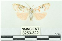 臺雪苔蛾藏品圖，第1張