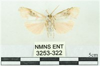 臺雪苔蛾藏品圖，第2張