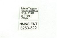 臺雪苔蛾藏品圖，第3張