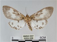 扭擬燈蛾藏品圖，第1張