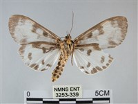 扭擬燈蛾藏品圖，第2張