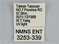 扭擬燈蛾藏品圖，第3張