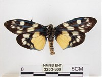 蓬萊茶斑蛾藏品圖，第2張