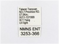 蓬萊茶斑蛾藏品圖，第3張