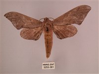 直翅六點天蛾藏品圖，第1張