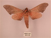 直翅六點天蛾藏品圖，第2張