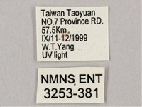 直翅六點天蛾藏品圖，第3張