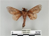 大褐斑枯葉蛾藏品圖，第2張