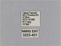 大褐斑枯葉蛾藏品圖，第3張