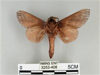 大褐斑枯葉蛾藏品圖，第2張