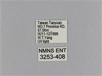 大褐斑枯葉蛾藏品圖，第3張