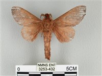 大褐斑枯葉蛾藏品圖，第2張