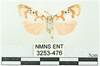 臺雪苔蛾藏品圖，第1張