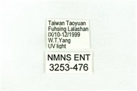 臺雪苔蛾藏品圖，第3張