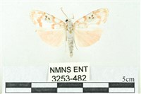 臺雪苔蛾藏品圖，第1張