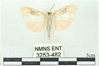 臺雪苔蛾藏品圖，第2張