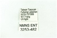 臺雪苔蛾藏品圖，第3張