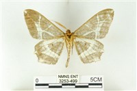 樹形尺蛾藏品圖，第2張