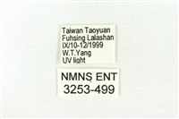 樹形尺蛾藏品圖，第3張