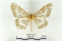 樹形尺蛾藏品圖，第2張