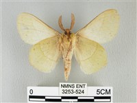 青枯葉蛾藏品圖，第2張