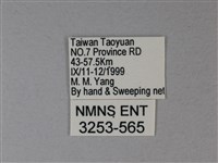 苧麻細蝶藏品圖，第3張