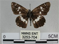 玉帶弄蝶藏品圖，第1張