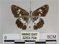 玉帶弄蝶藏品圖，第2張