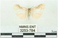 臺雪苔蛾藏品圖，第2張