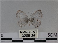 黑星灰蝶藏品圖，第2張