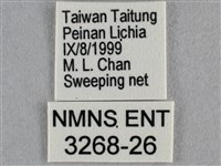 黑星灰蝶藏品圖，第3張