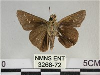 尖翅褐弄蝶藏品圖，第2張