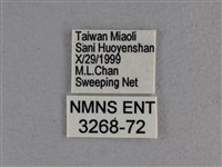 尖翅褐弄蝶藏品圖，第3張