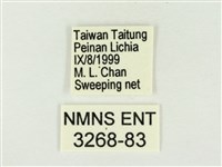 白雅波灰蝶藏品圖，第3張