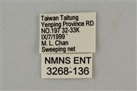 藍灰蝶沖繩亞種藏品圖，第3張
