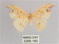 銀斑黃鉤蛾藏品圖，第1張