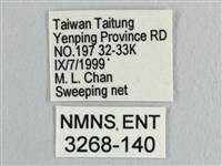 銀斑黃鉤蛾藏品圖，第3張