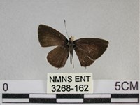 黑星灰蝶藏品圖，第1張