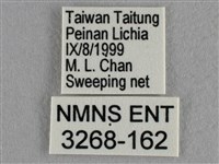 黑星灰蝶藏品圖，第3張