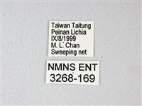 淡青雅波灰蝶藏品圖，第3張