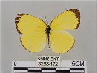 亮色黃蝶藏品圖，第1張