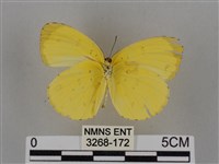 亮色黃蝶藏品圖，第2張