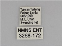 亮色黃蝶藏品圖，第3張