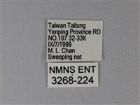 苧麻細蝶藏品圖，第3張