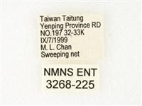 絹斑蝶藏品圖，第3張