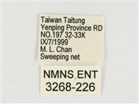 斯氏絹斑蝶藏品圖，第3張