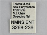 眼蛺蝶、孔雀蛺蝶藏品圖，第3張