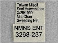 細帶環蛺蝶藏品圖，第3張