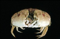 逍遙饅頭蟹藏品圖，第2張