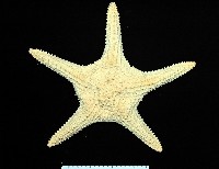 棘疣海星藏品圖，第1張